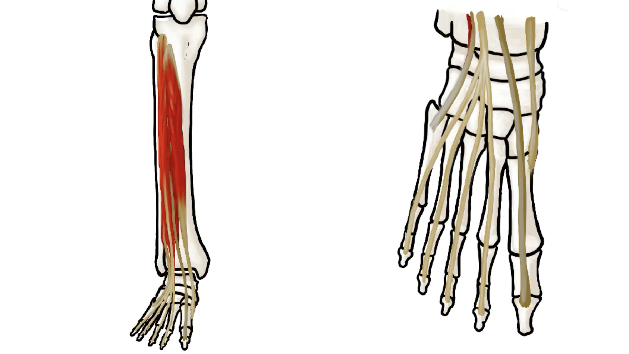 Anterior Leg Muscles thumbnail