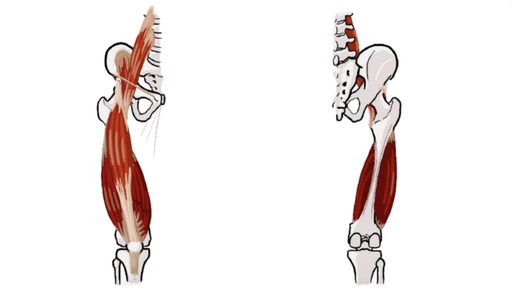 Anterior Thigh Muscles thumbnail