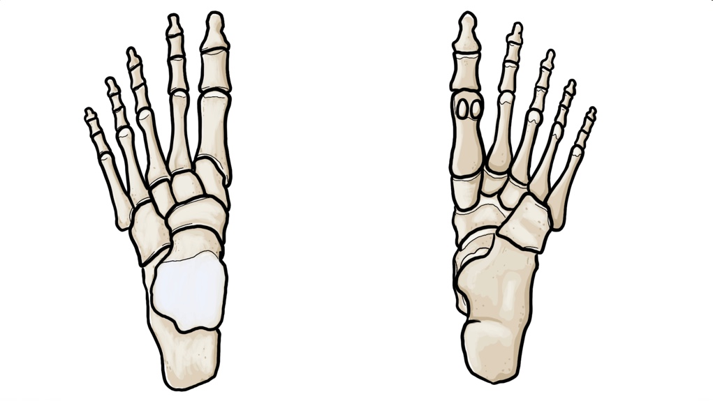 Foot Bones thumbnail