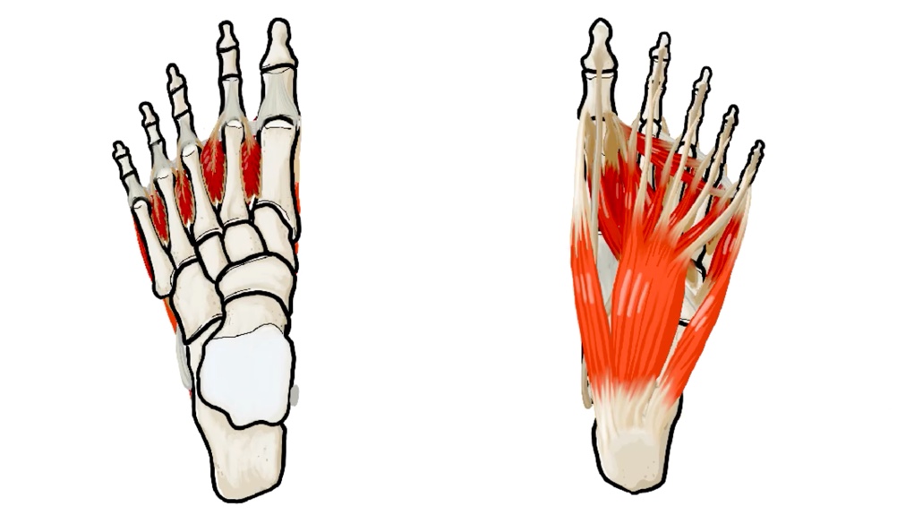 Foot Muscles thumbnail