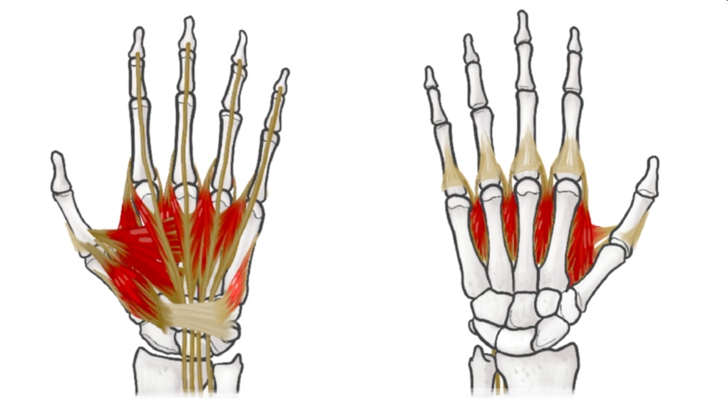 Intrinsic Hand Muscles thumbnail