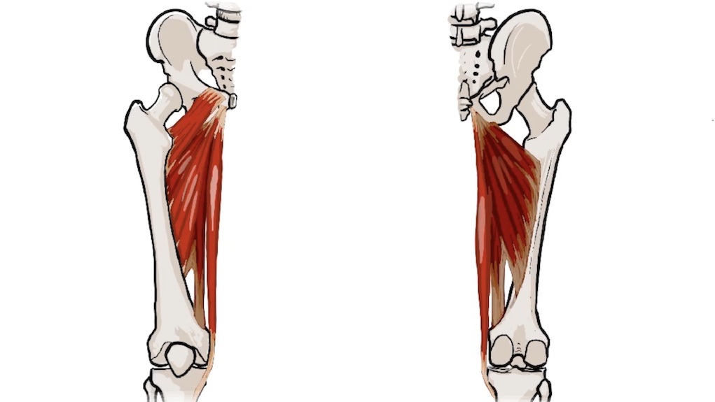 Hip Adductor Muscles thumbnail