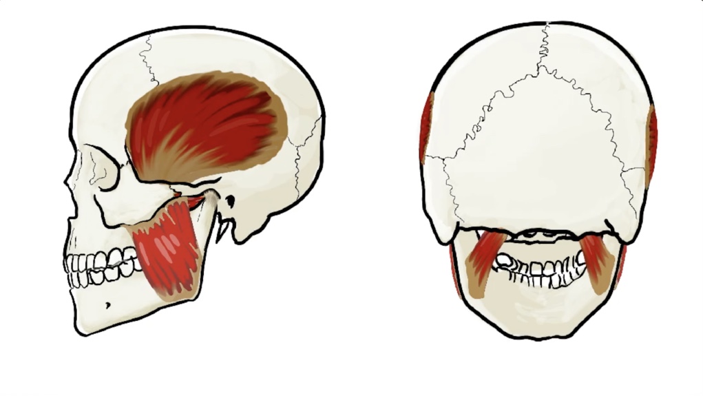 Muscles of Mastication thumbnail