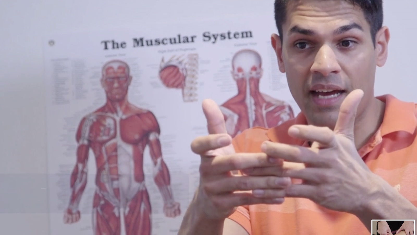 Envision physiotherapist explaining the muscular system using an anatomy chart
