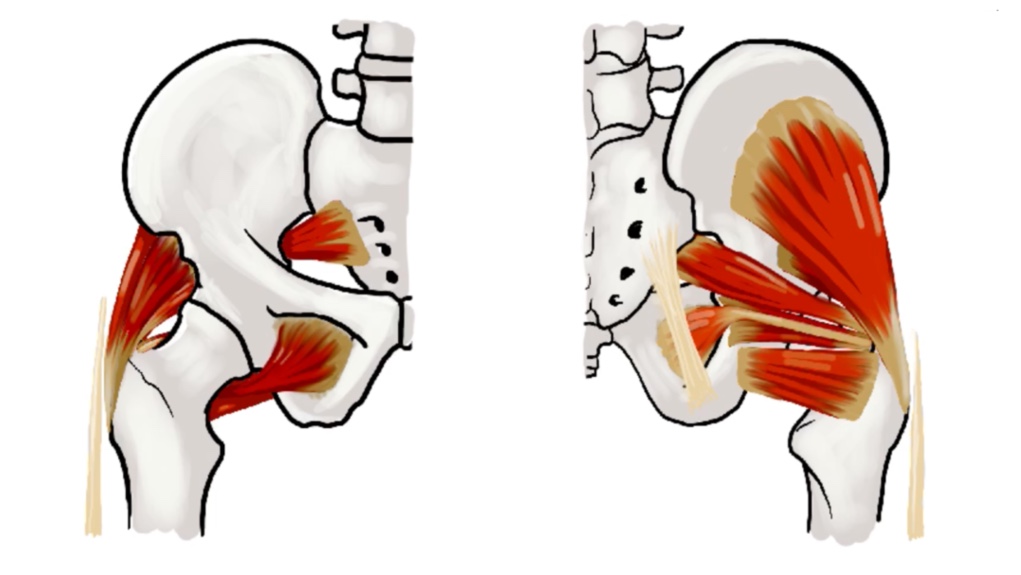 Posterior Hip Muscles thumbnail