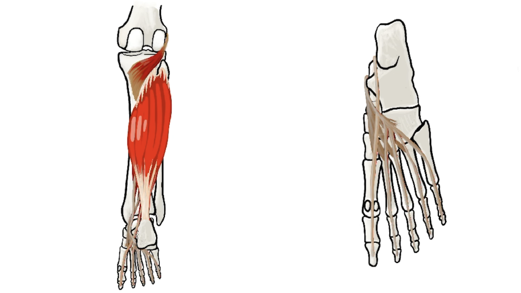 Posterior Leg Muscles thumbnail