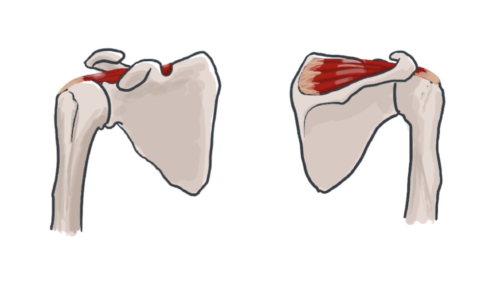The Shoulder Muscles thumbnail