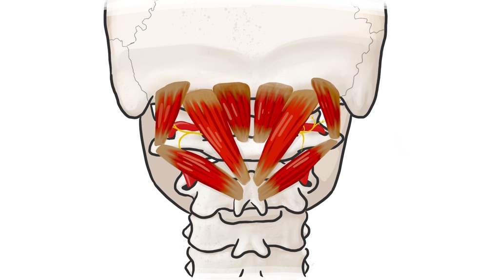 Suboccipital Muscles thumbnail