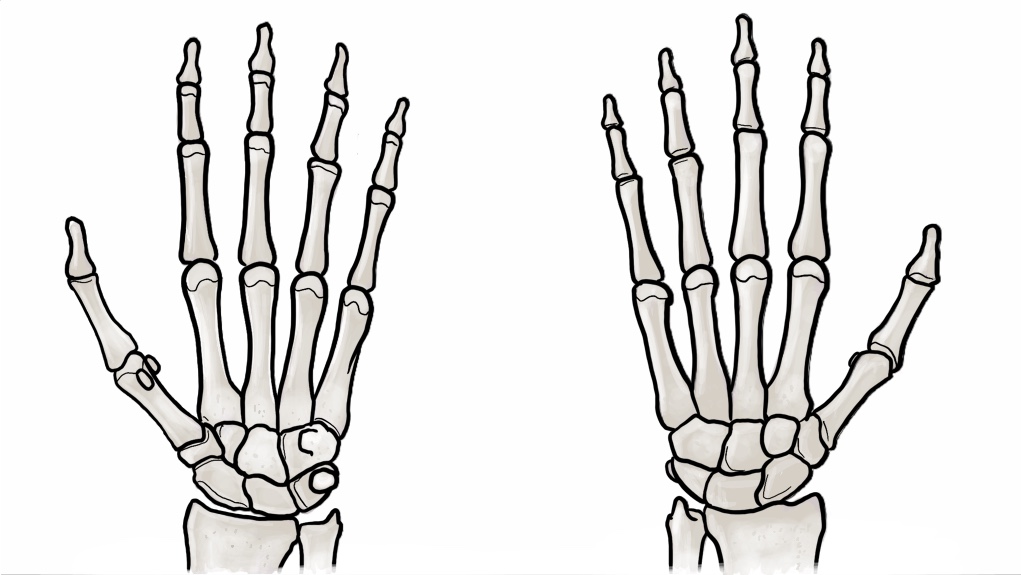 Wrist and Hand Bones thumbnail